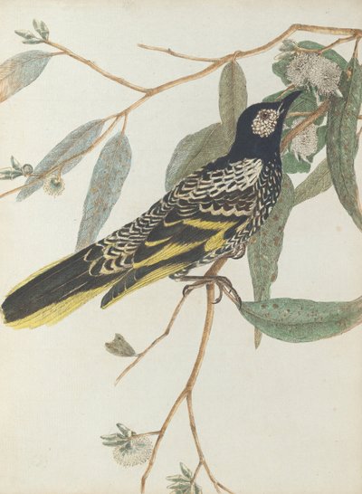 Warty Face Honeysucker by John William Lewin